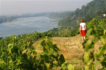 La route des vins en Val de Loire